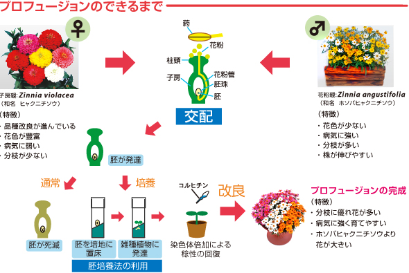 プロフュージョンのできるまで