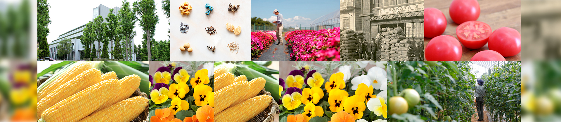 サカタのタネについて
