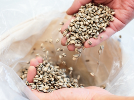 サカタのタネとは