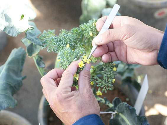ブロッコリーの花の画像