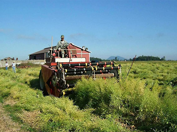 さやごと収穫していく採取の様子の画像