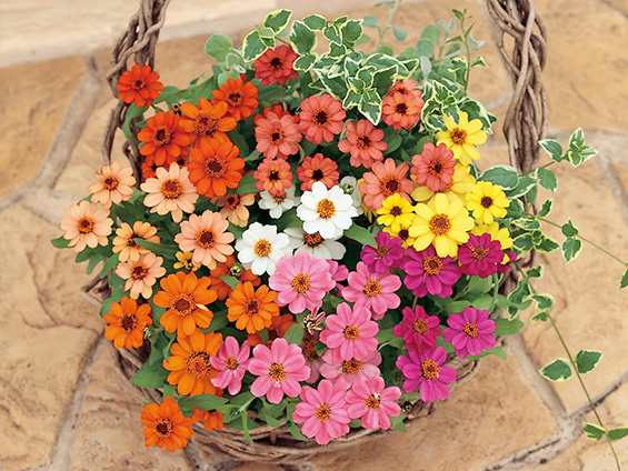 ジニアミックス