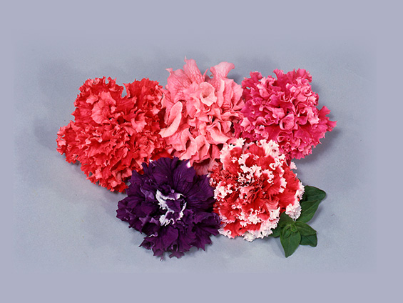 ペチュニア「ビクトリアス ミックス」