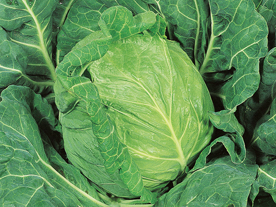 キャベツ「金系201号」