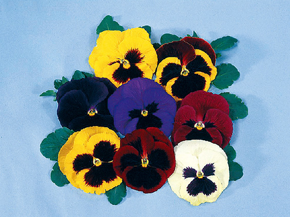 パンジー「マジェスチック ジャイアント」