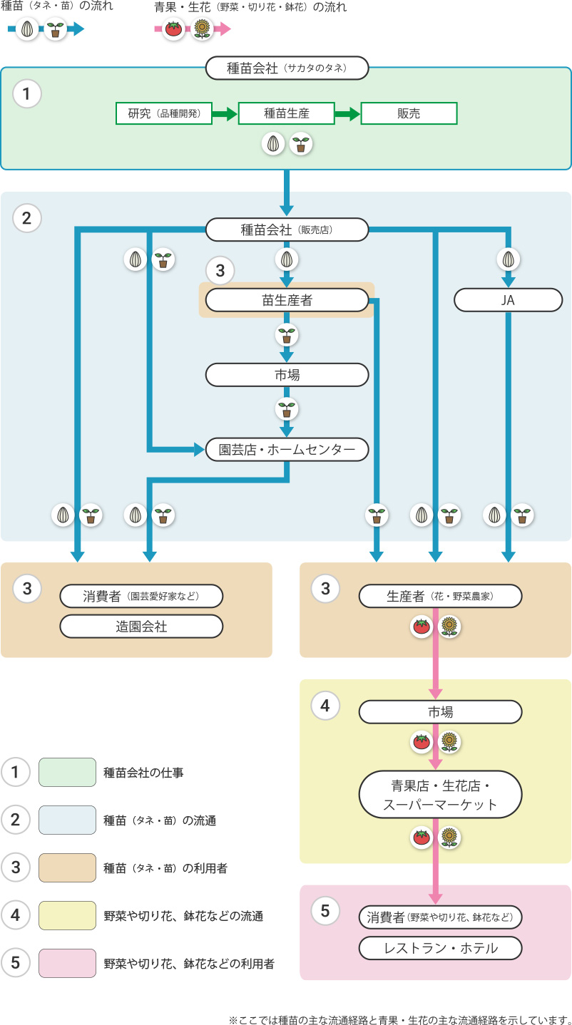 種苗の主な流通経路と青果・生花の主な流通経路の図