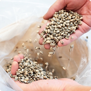 サカタのタネとは