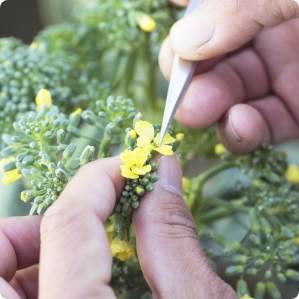 研究開発 / 生産