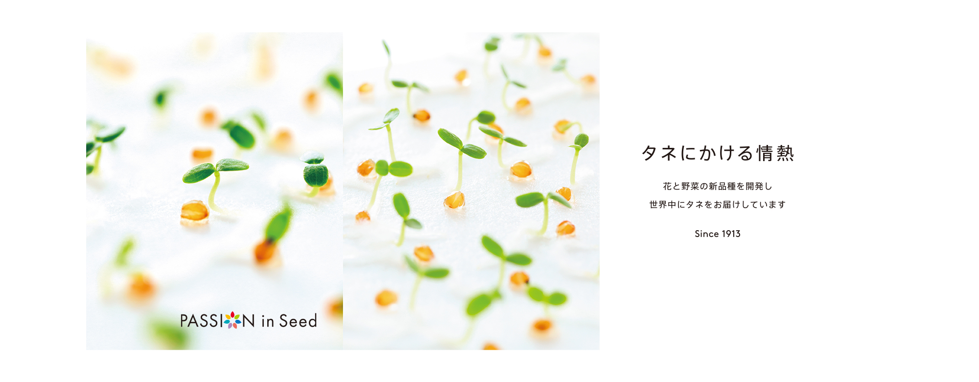 タネにかける情熱 花と野菜の新品種を開発し世界中にタネをお届けしています Since1913