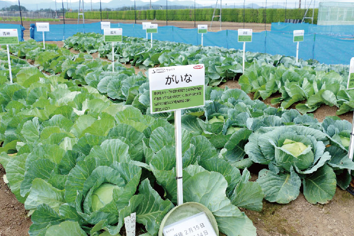 野菜・花の展示栽培、試験栽培のイメージ画像