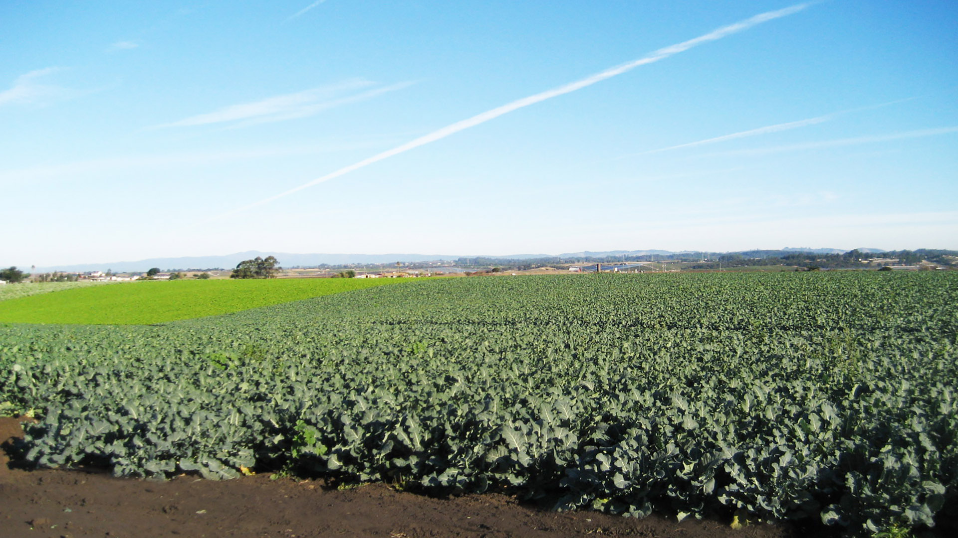 ブロッコリー圃場の画像