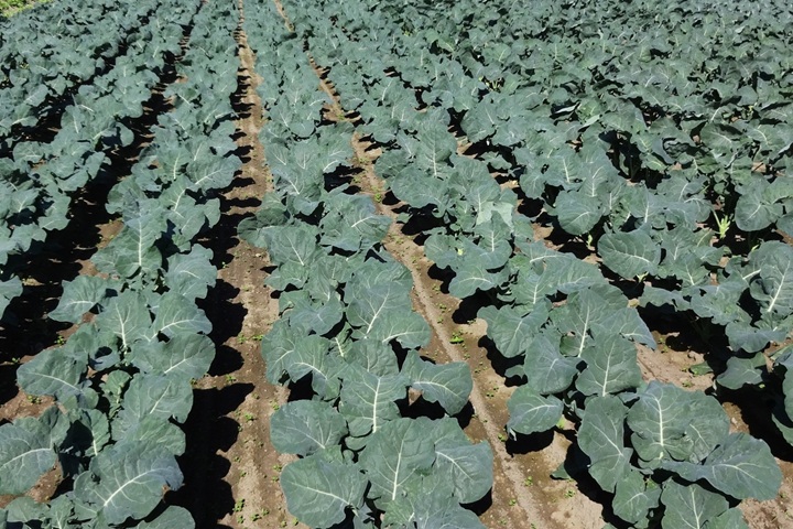 ブロッコリー圃場の画像