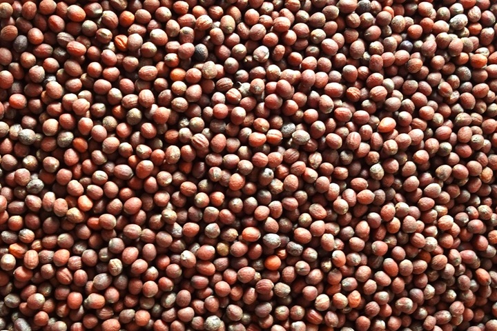 ブロッコリー種子の画像