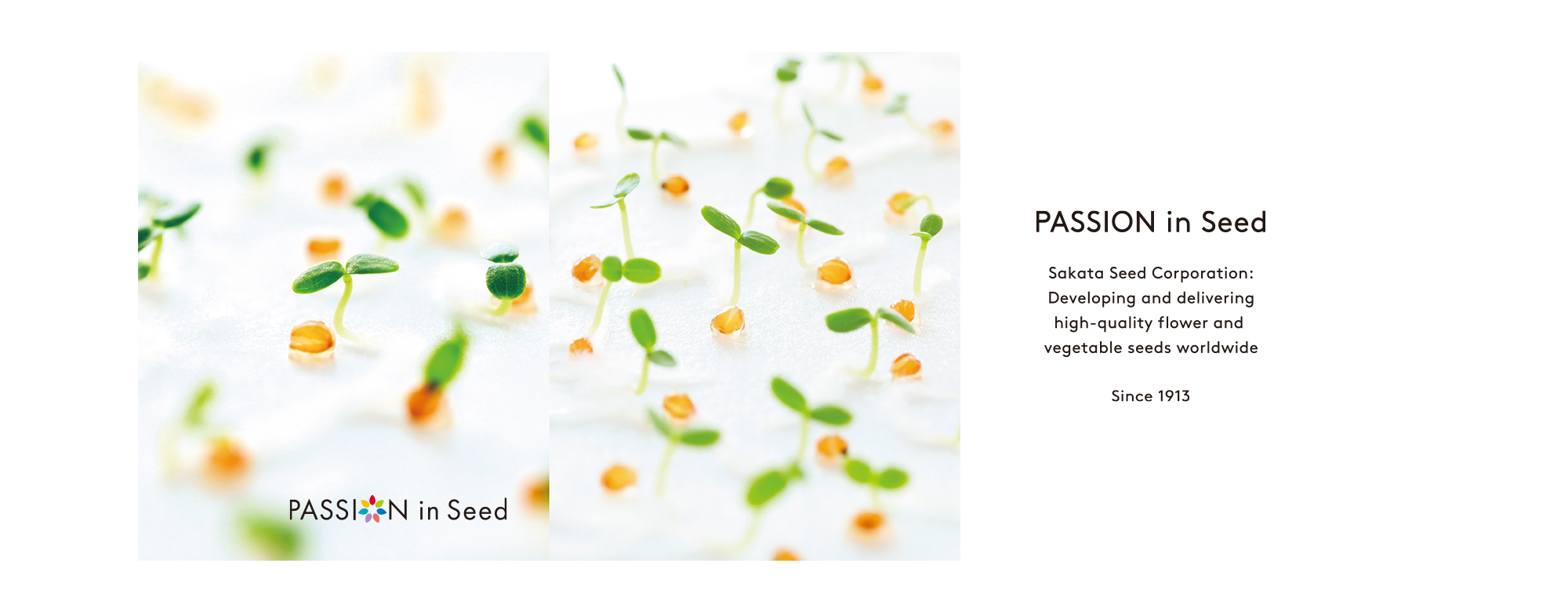 PASSION in Seed. SAKATA Seed Corporation: Developing and delivering high-quality flower and vegetable seeds worldwide. Since 1913