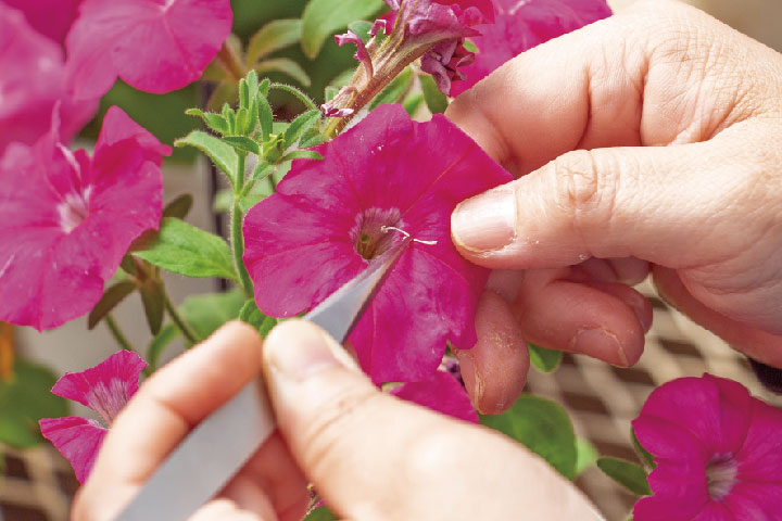 Image of Breeding vegetables and flowers