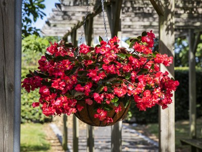 “Viking Explorer Rose on Green” Begonia Wins Gold from AAS