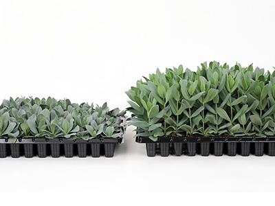 Sakata Seed Corporation has developed a less rosette risk Lisianthus, and contributes to reducing production costs