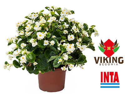 Vigorous, Interspecific Hybrid Begonia