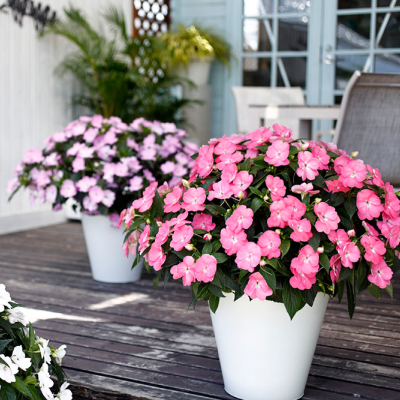 ニューギニアインパチェンス「サンパチェンス」のイメージ