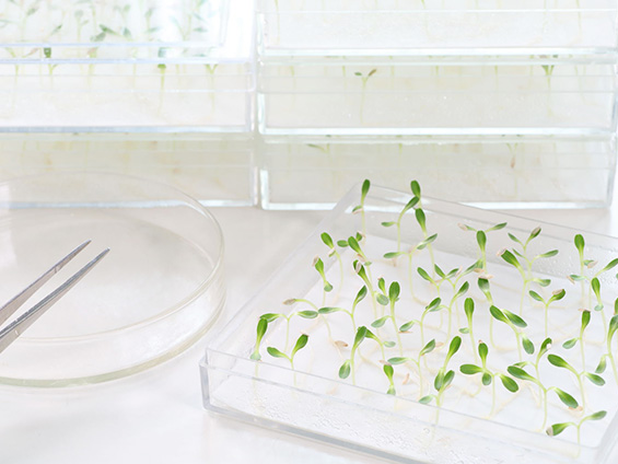 タネの品質保証はいくつもの厳しい検査体制で実施されています