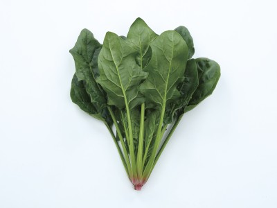 秋冬ホウレンソウの決定版、『ピンドン』の種子を発売