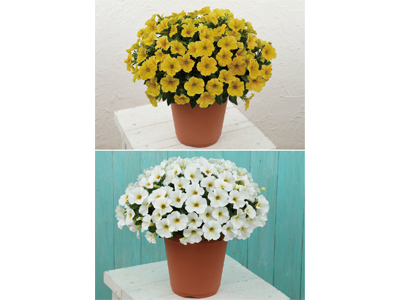 雨でもあでやか『ビューティカル®』シリーズの新色限定販売