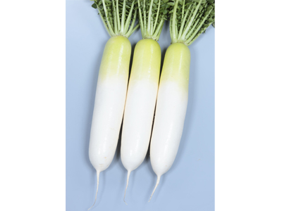 栽培適応幅が広く形状安定、ダイコン『冬の守』の種子発売