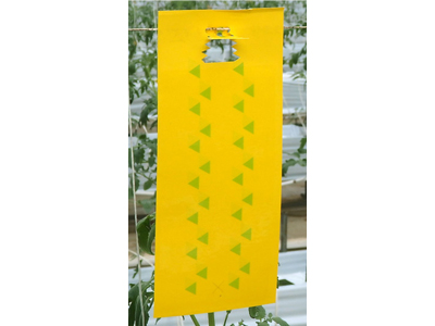 黄色粘着式捕虫シート『ラスボスRタイプ』、5枚入り発売