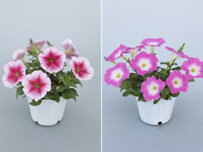 “エコ”なペチュニア「エコチュニア®」に新色2品種追加