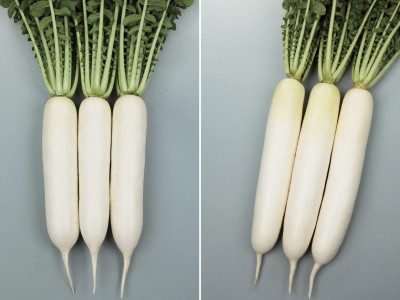 加工・業務用ダイコン新品種『夏相撲』『秋相撲』の種子発売