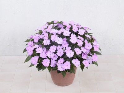 「サンパチェンス」「サンパティオ」モニターキャンペーンを実施