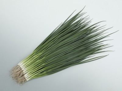 低温期でも伸長性、肥大性に優れる小ネギ『菊千代』の種子発売