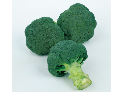 高品質な2～3月収穫用ブロッコリー『レイトドーム』の種子発売