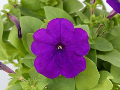 雨に強い実生系ペチュニア「バカラiQ」シリーズに新色追加