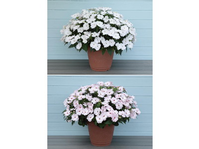 『サンパチェンス®　ホワイト（ver.2）』 『同　スイートハート』限定販売