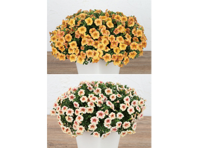 カリブラコア『ふわリッチ』シリーズの新色限定販売