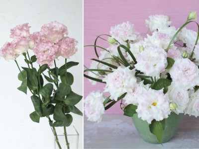 サカタのトルコギキョウ 2022年新品種 種子発売