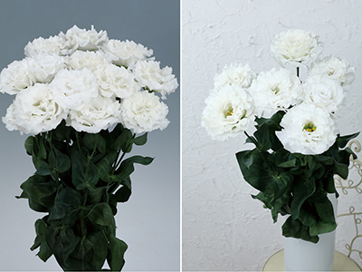 大輪八重咲きのトルコギキョウに新品種追加