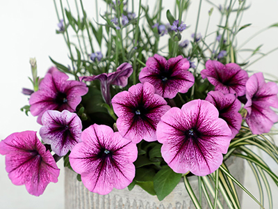 「よく咲くペチュニア バカラiQ」シリーズに新色追加