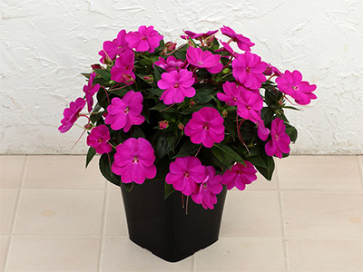 『サンパティオ パープル(ver.2)』2023年春から販売開始