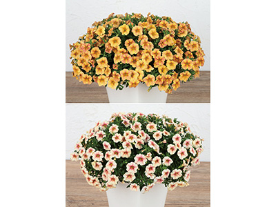 カリブラコア『ふわリッチ』シリーズの新色、本格販売開始