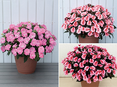 「サンパチェンス」シリーズ新色3品種の苗を限定販売