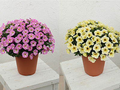 ペチュニア『春きらり すもも』『同 きなこ』本格販売開始