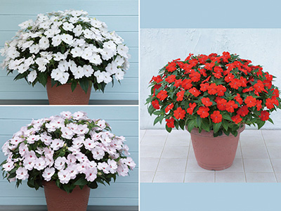 『サンパチェンス ホワイト(ver.2)』など3品種の苗を本格販売