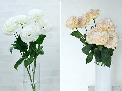 サカタのトルコギキョウ 2023年新品種 種子発売