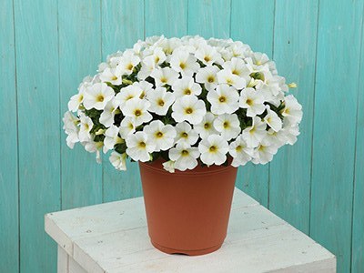 雨でもあでやか「ビューティカル」シリーズの新色、本格販売開始