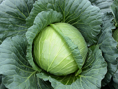 黒腐病耐病性、玉ぞろいのよいキャベツ『ふうりん』の種子発売