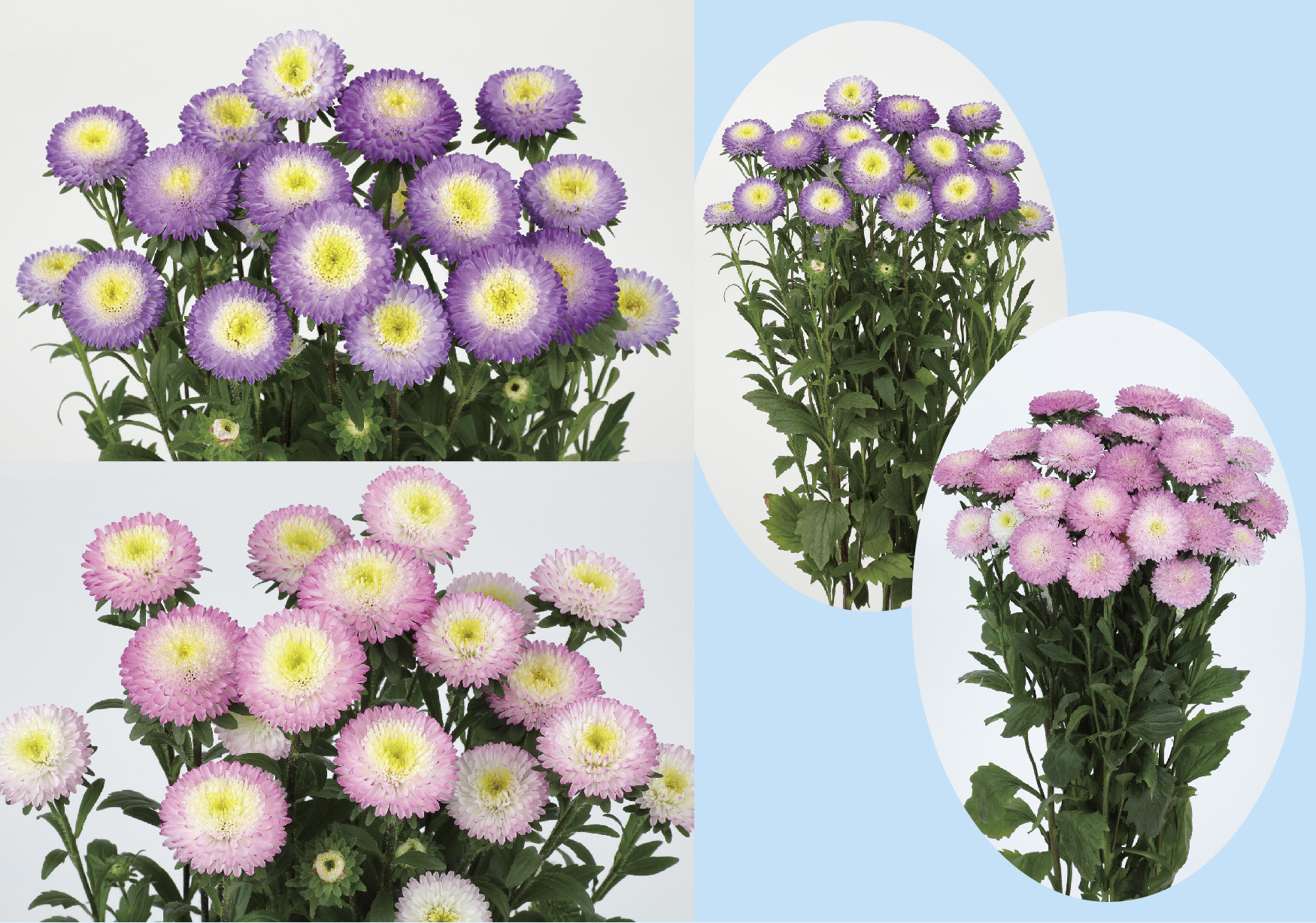 ポンポン咲きのアスター「あずみ」シリーズに初めての花色