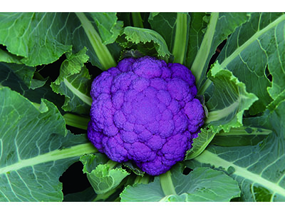 早生の紫カリフラワー『オーナメントパープル』の種子発売