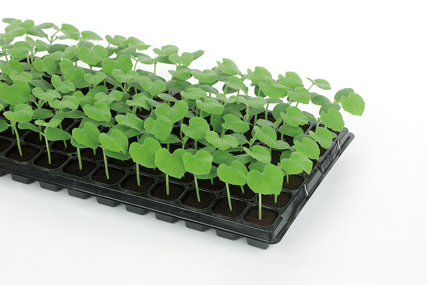 万能型の台木メロンの新品種『デュアルアタック』の種子を発売